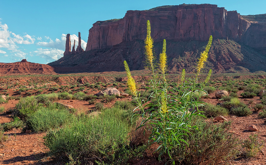 Monument Valley Wildflowers Photograph by Loree Johnson