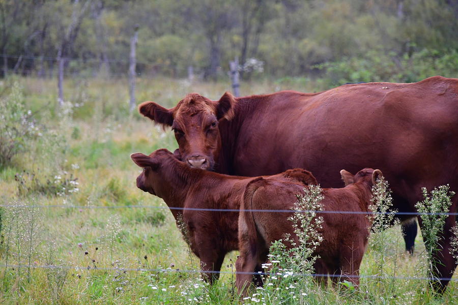 moo Photograph by Betsy Gray | Fine Art America