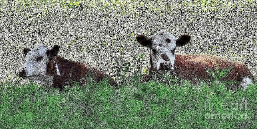 Moo Cow Photograph by Jimmy Chuck Smith