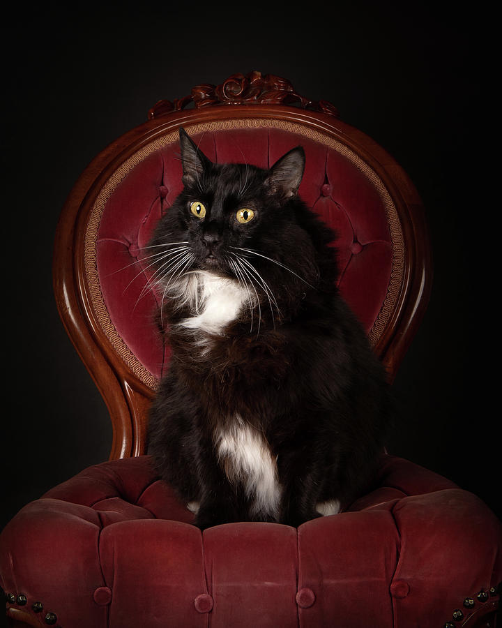 Mooch on chair Photograph by Rebecca Cozart