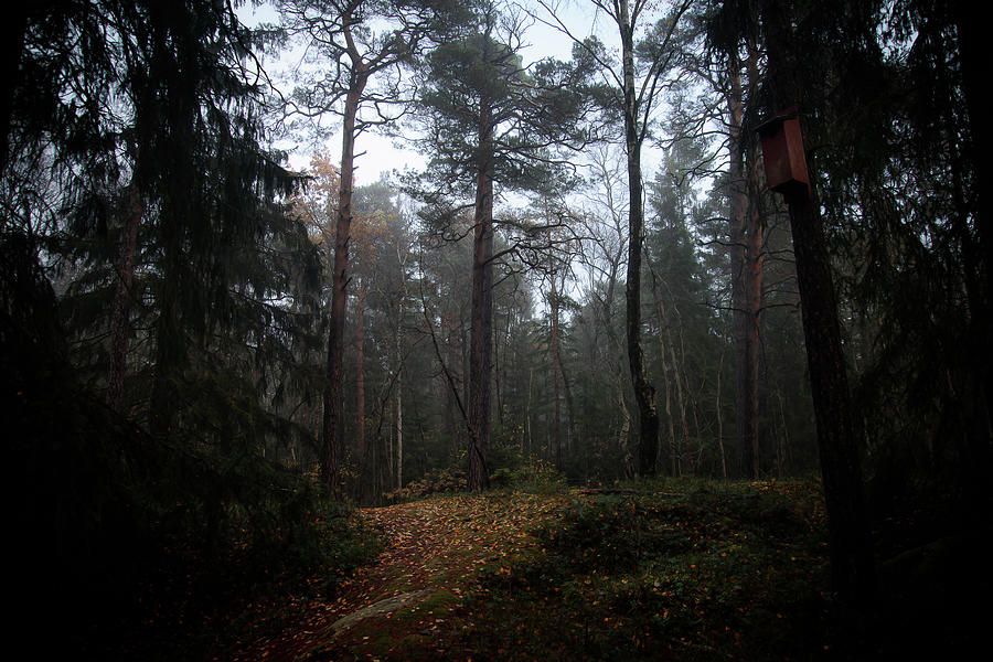 Moody Autumn Forest Scene Photograph by Nicklas Gustafsson