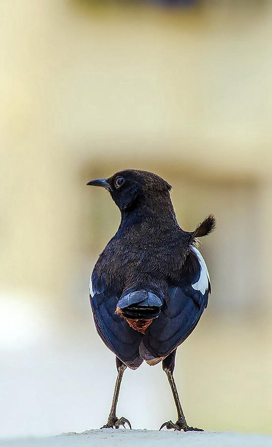Wildlife Photograph - Moody Bird by Masudul Karim