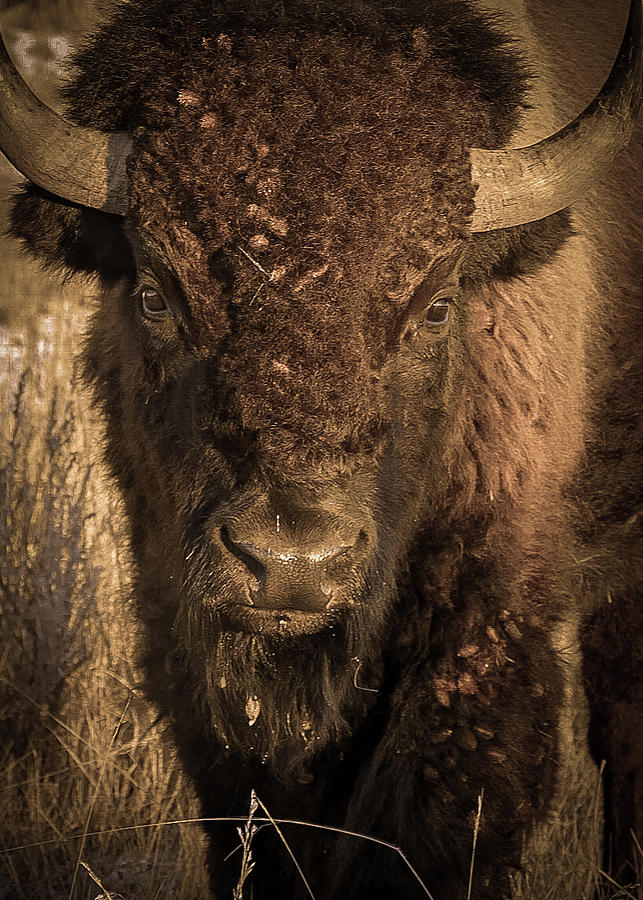 Moody Bison in the Badlands Photograph by Mary Tastad Moody Bison in the Badlands Photograph by Mary Tastad