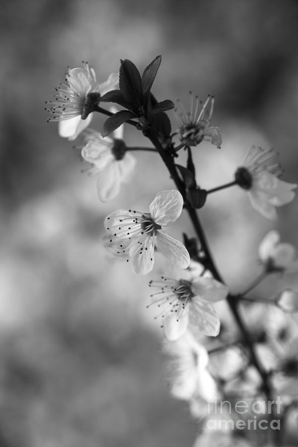 Moody Blossom  Photograph by Joy Watson