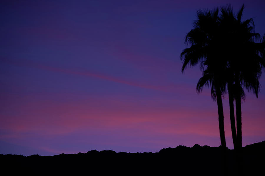 Moody Blues Behind Palm Tree Silhouette Sunset Photograph by Bonnie Colgan