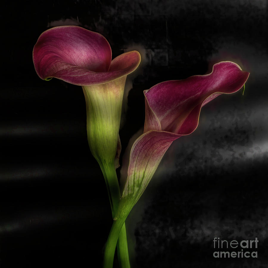 Moody Calla Lilies Photograph by Linda D Lester