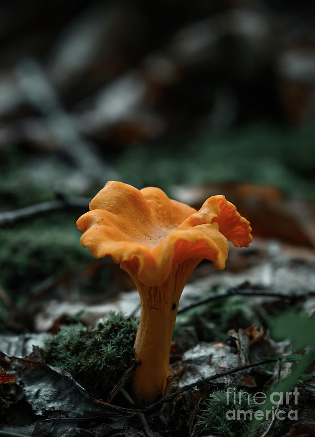 Moody Chanterelle  Photograph by Laura Honaker