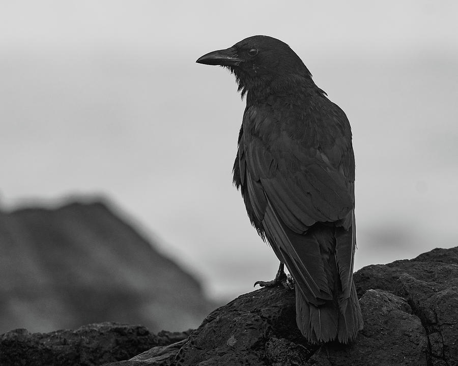 Moody Crow Photograph by Mary Hone
