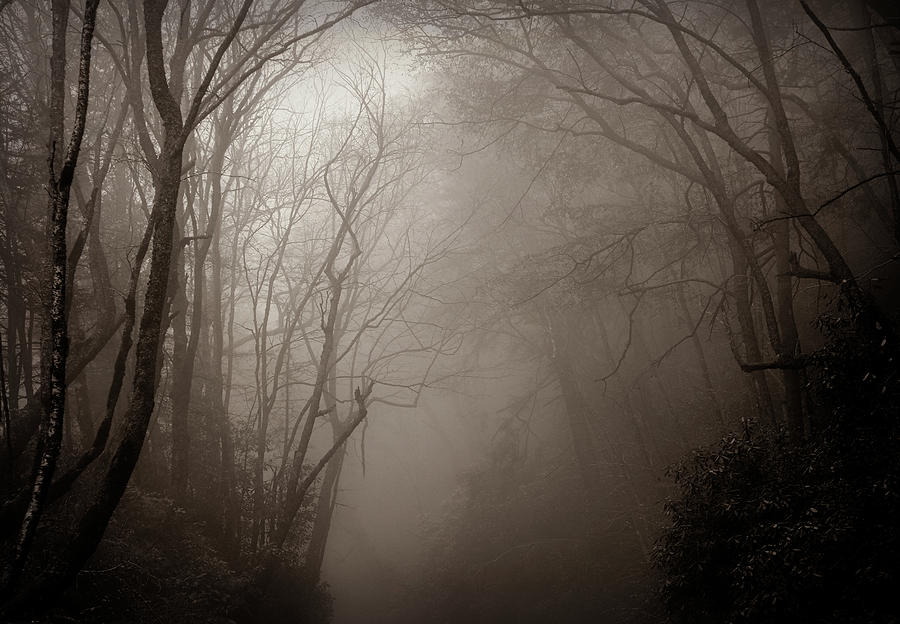 Moody Dramatic Foggy Forest Photograph by Dan Sproul