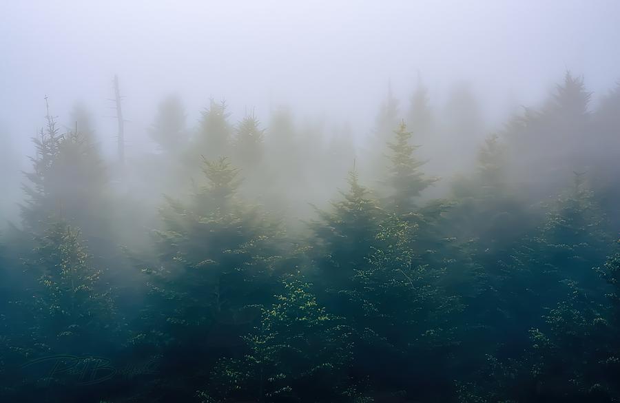 Moody Evergreen Photograph by Paul Bickford - Fine Art America