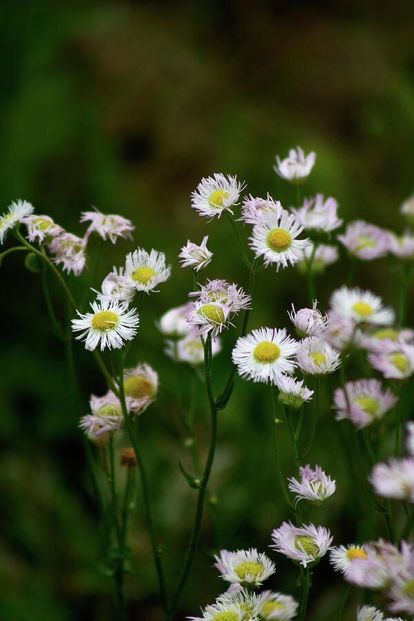 Moody Fleabane - May 2024 Photograph by Joseph A Langley Moody Fleabane - May 2024 Photograph by Joseph A Langley