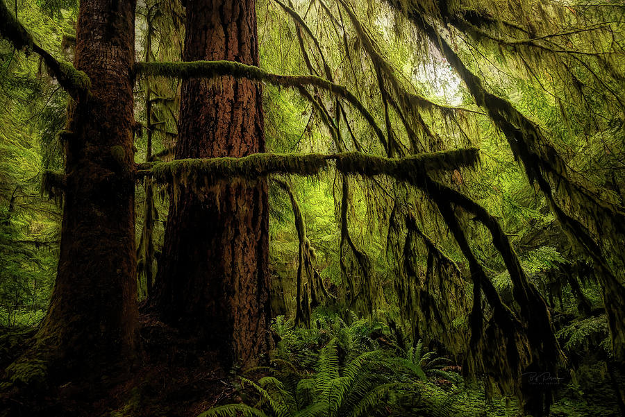 Moody Forest Photograph by Bill Posner