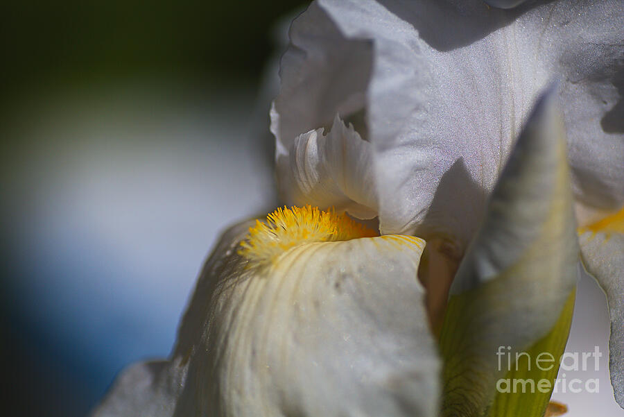 Moody Glittery Iris Flower Photograph by Joy Watson Moody Glittery Iris Flower Photograph by Joy Watson