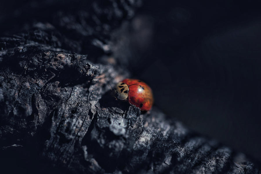 Moody Lady Bug Photograph by Go and Flow Photos