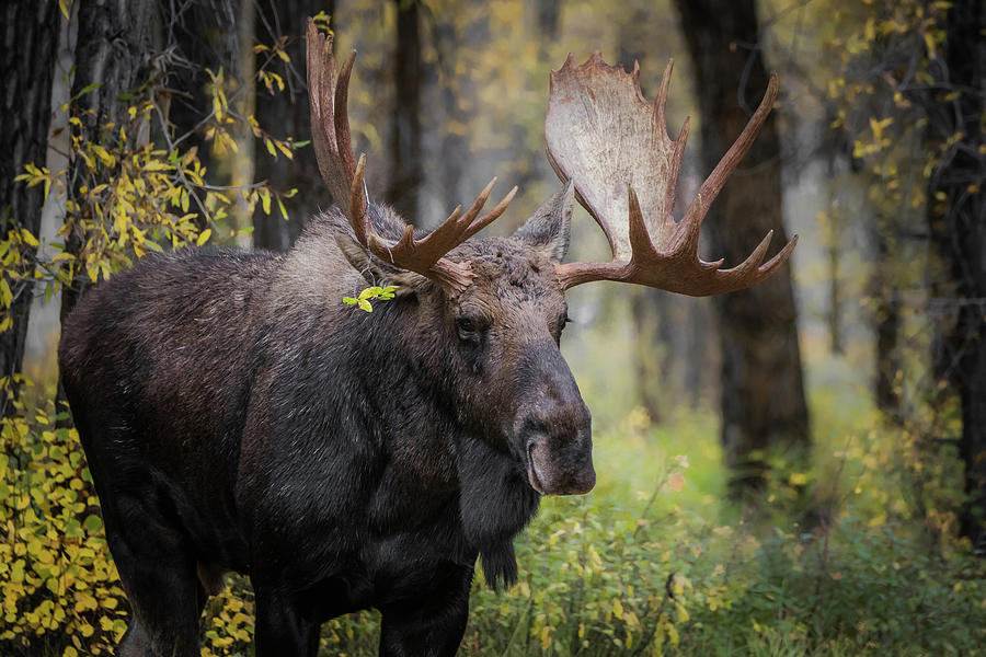 Moody Moose Photograph by Nathaniel Peck