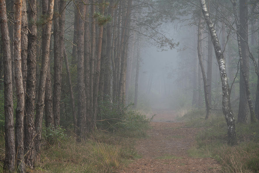 Moody morning in the forest Photograph by Anges Van der Logt