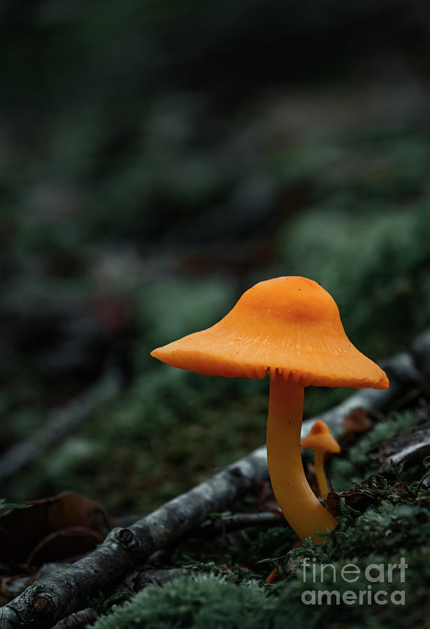 Moody Mushroom 2 Photograph by Laura Honaker