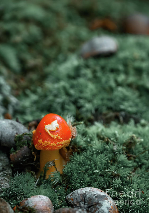 Moody Mushroom 3 Photograph by Laura Honaker