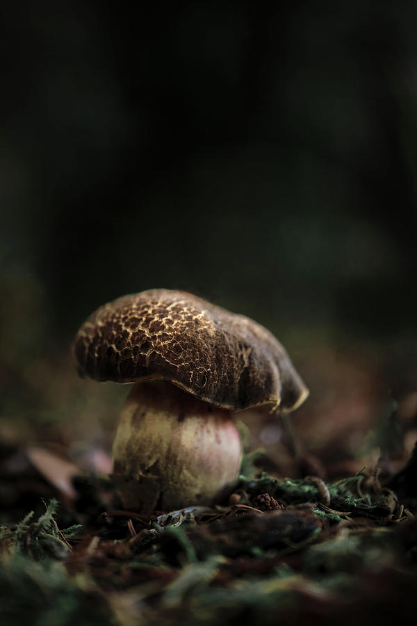 Mushroom Photograph - Moody Mushroom #3 by Sabine Schiebofski