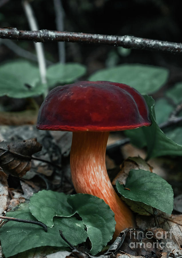 Moody Mushroom 5  Photograph by Laura Honaker