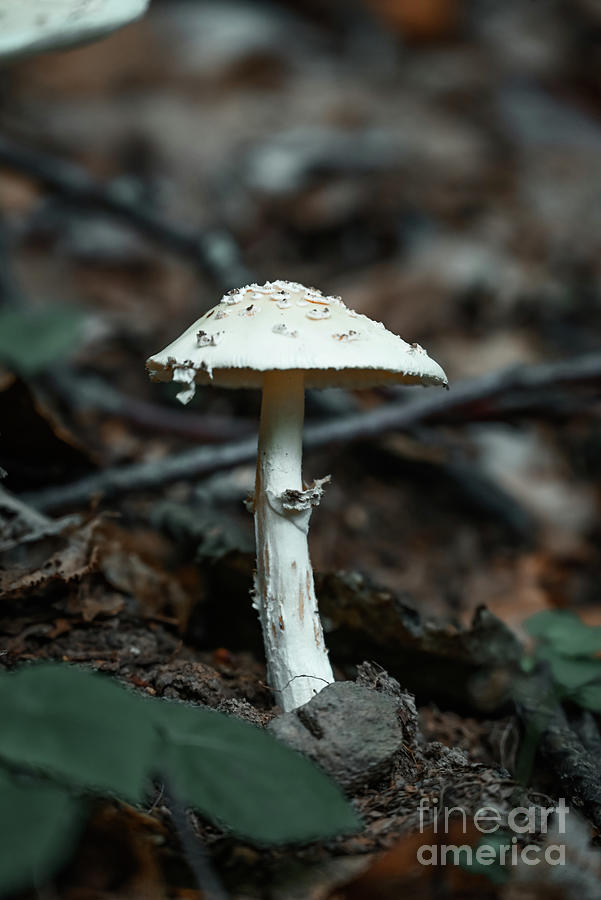 Moody Mushroom 7 Photograph by Laura Honaker