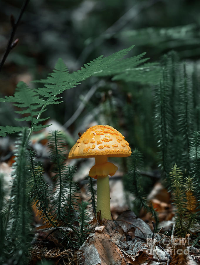 Moody Mushroom 8  Photograph by Laura Honaker