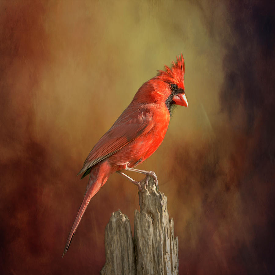 Moody Painterly Redbird Photograph by Bill and Linda Tiepelman