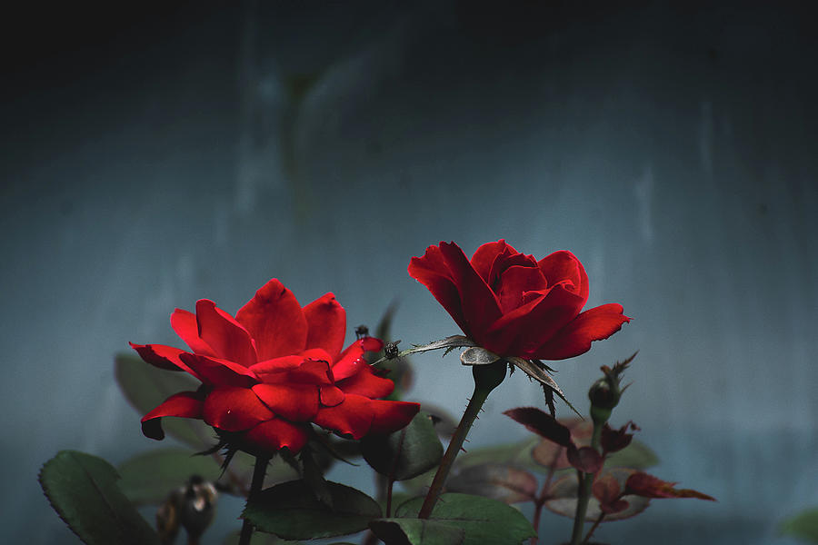 Moody Red Roses Photograph by Heather Bettis