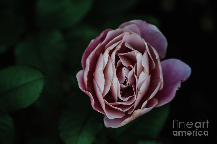 Moody Rose Photograph by Laura Honaker