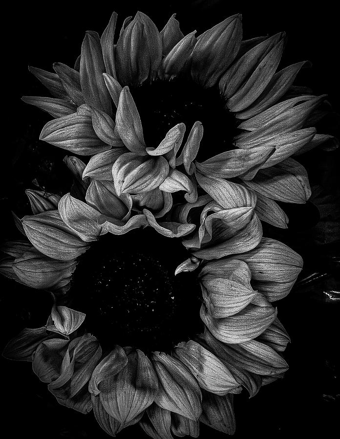 Moody Sunflowers Photograph by Nicole Reyes - Fine Art America