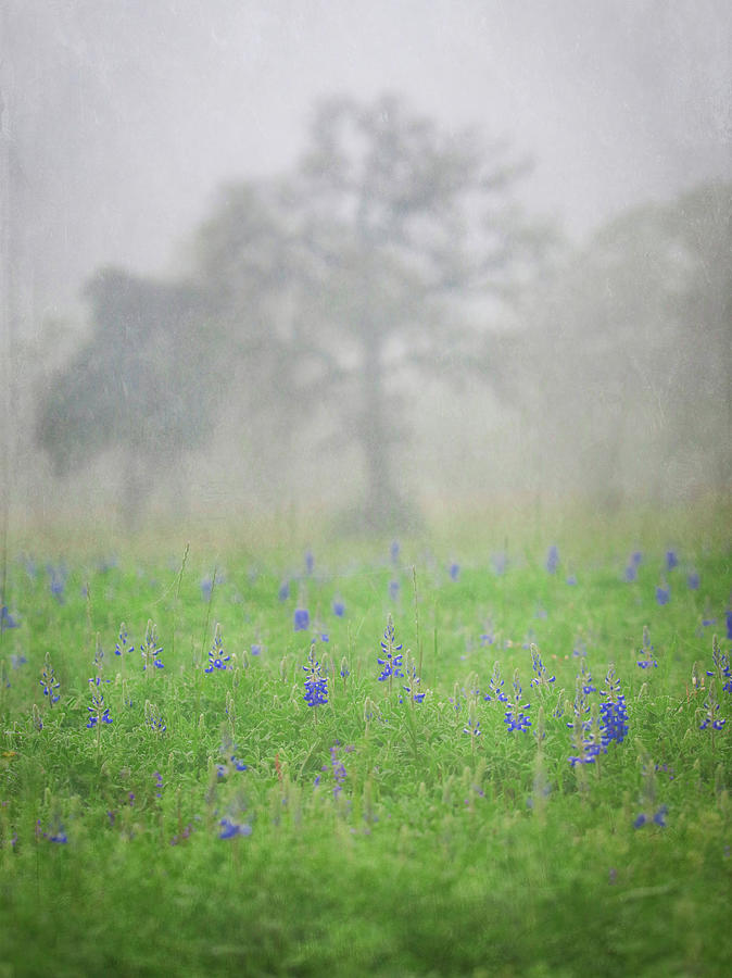 Moody Texas Bluebonnets In Fog Photograph by Dan Sproul