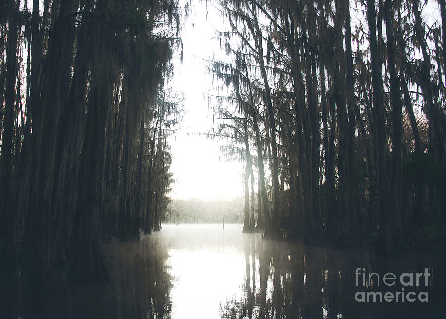 Moody Texas Swamp 2 Photograph by Andrea Anderegg
