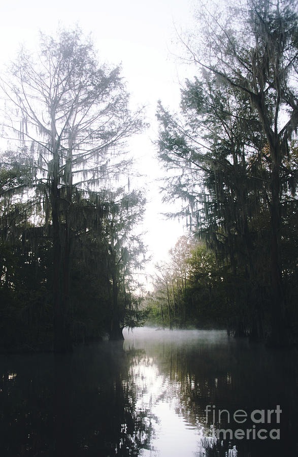 Moody Texas Swamp  Photograph by Andrea Anderegg