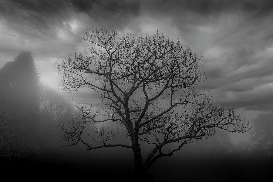 Moody Tree Photograph by Chris Boulton