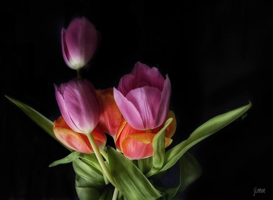 Moody Tulips Photograph by JoAnn Lense