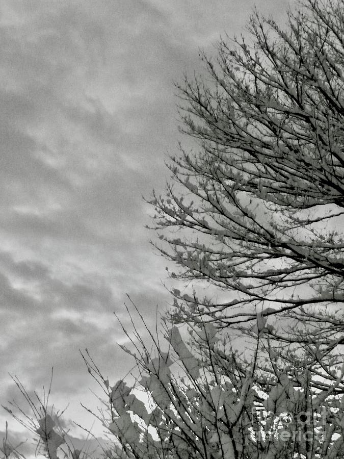 Moody Winter Sky  BW Photograph by Margie Avellino