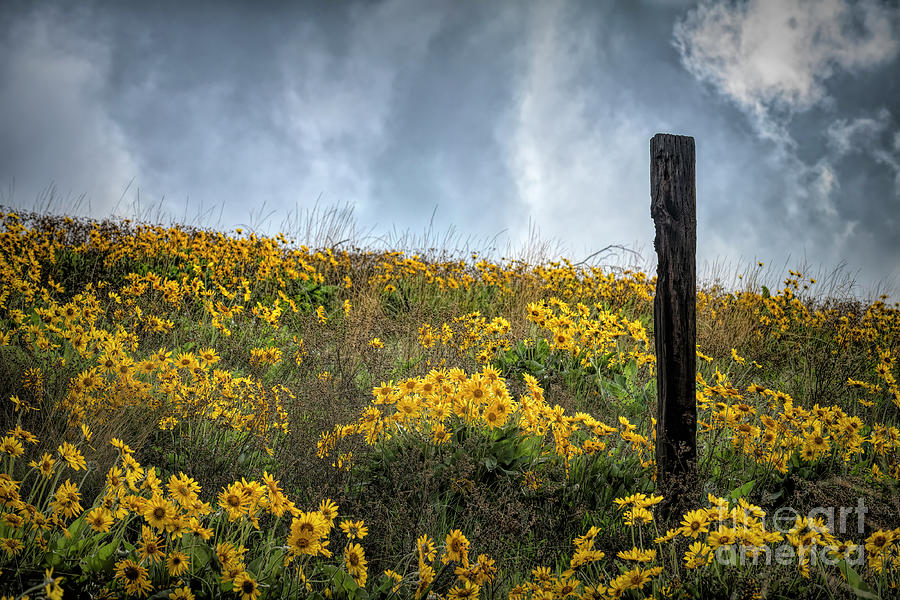Moody Yellows Photograph by Pamela Dunn-Parrish