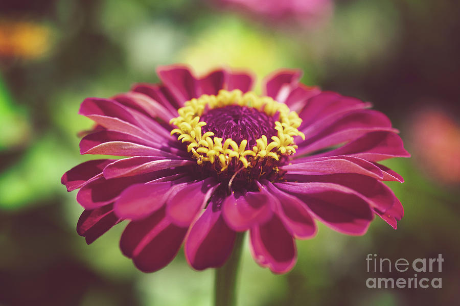 Moody Young-And-Old Age Pink Zinnia Floral / Botanical / Nature Photo Photograph by PIPA Fine Art - Simply Solid