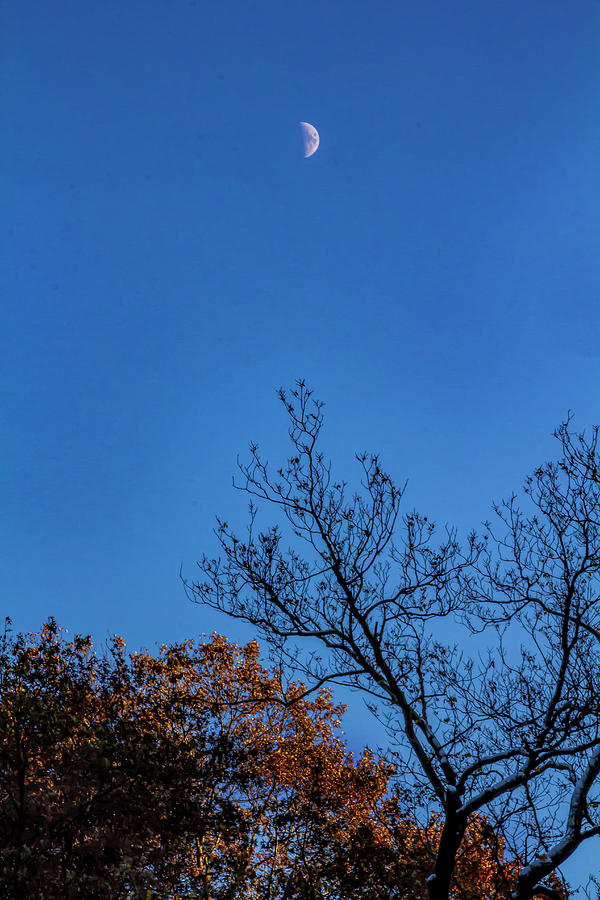 Moon and Fall Foliage Photograph by Robert Ullmann