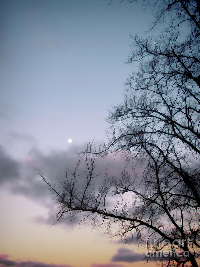 Moon And Tree Photograph by AnnMarie Parson-McNamara
