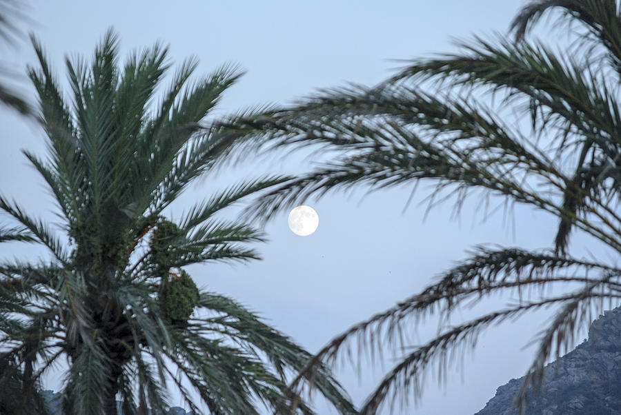 Moon and tree palms Photograph by Davibb