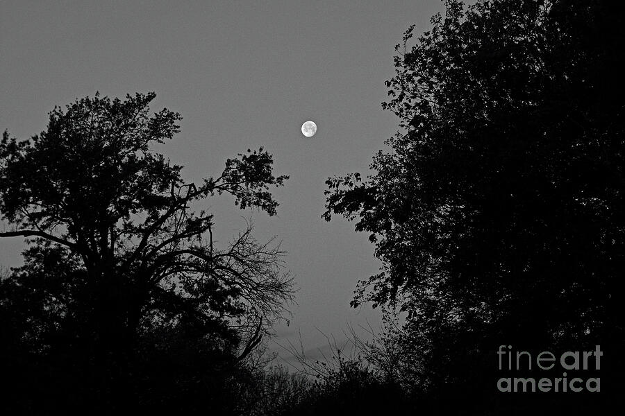 Tree Photograph - Moon and Trees-5741 by Keith Johnson