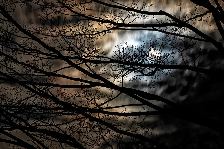 Moon And Trees Photograph by Tom Singleton