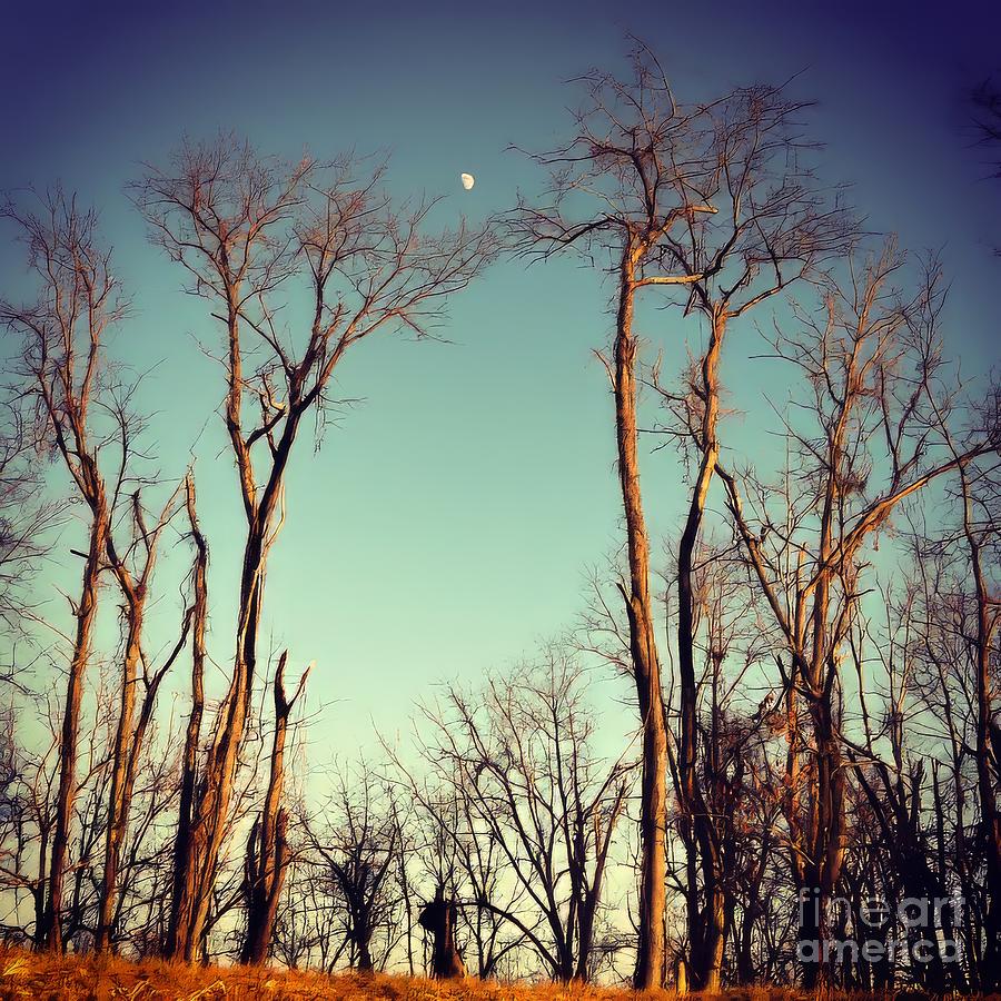 Moon Between The Trees Photograph by Kerri Farley