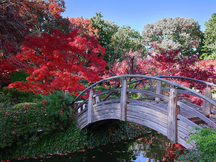 Moon Bridge Garden 112019 by Rospotte Photography Moon Bridge Garden 112019 by Rospotte Photography