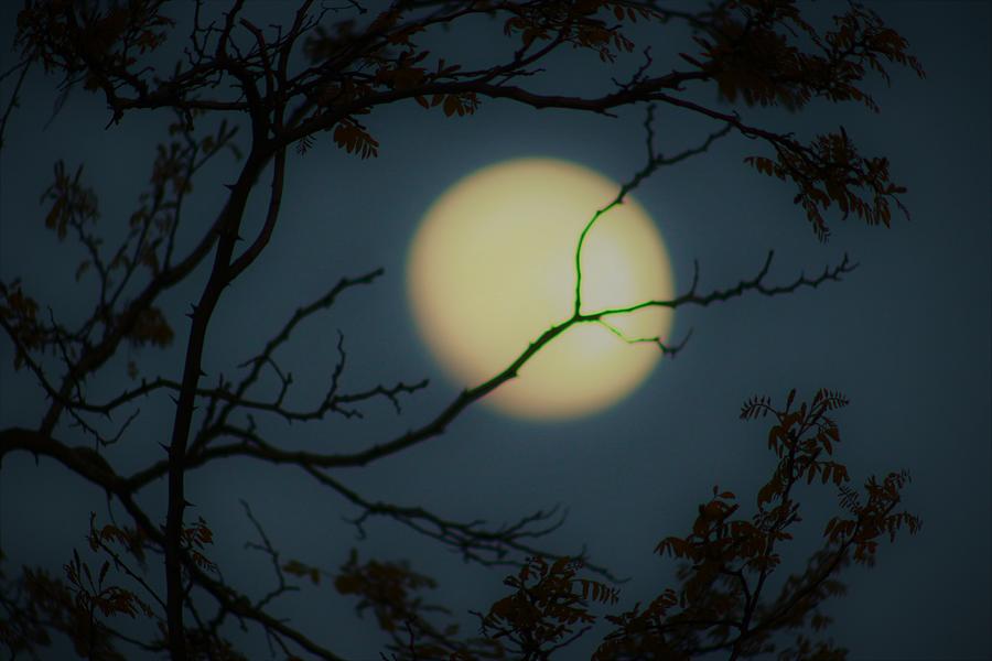 Moon Catcher Photograph