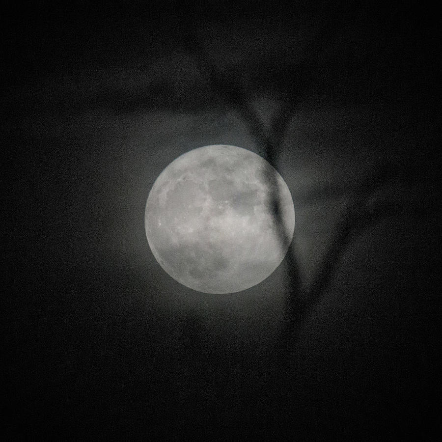 Moon Photograph by David Beechum