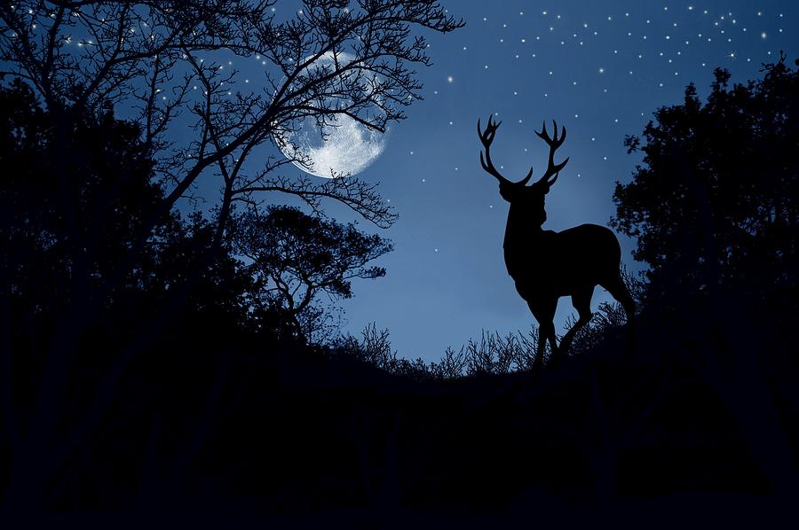 Moon Deer Night Photograph by Natureco Picture - Pixels