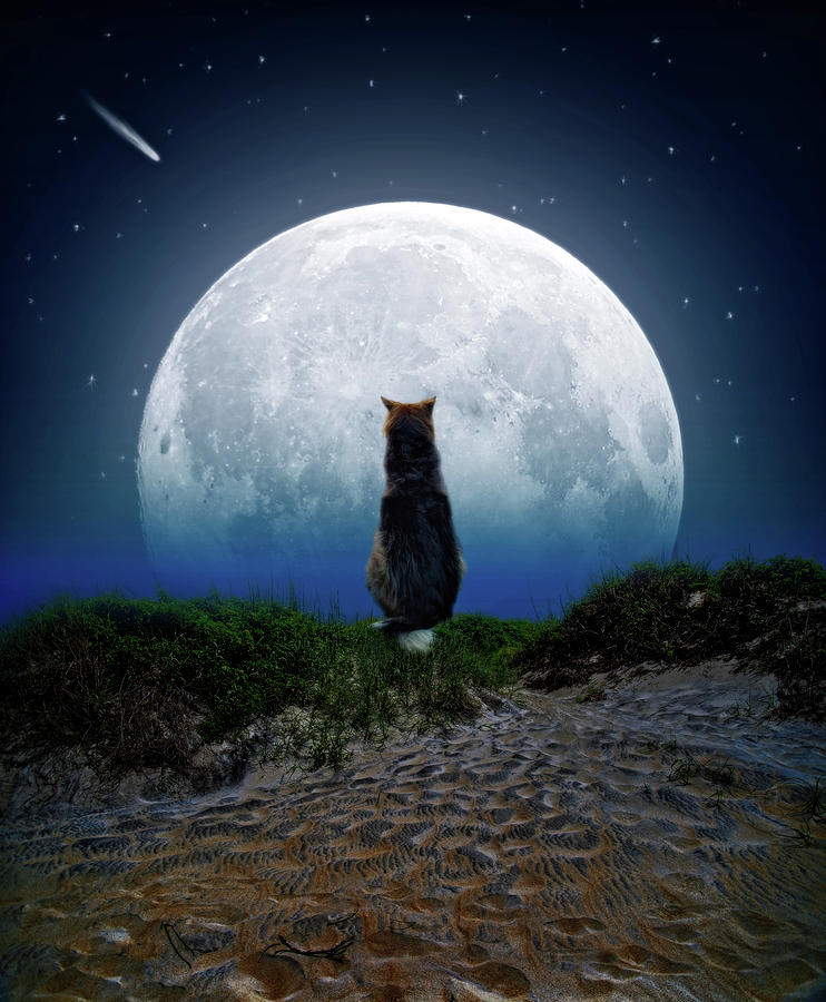 Moon Doggie Digital Art by Brian Wallace