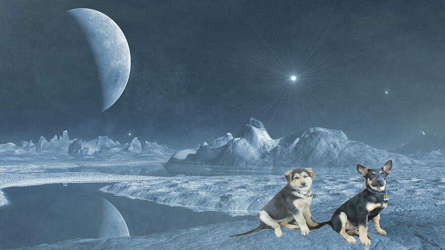 Moon Dogs  Mixed Media by Shelli Fitzpatrick